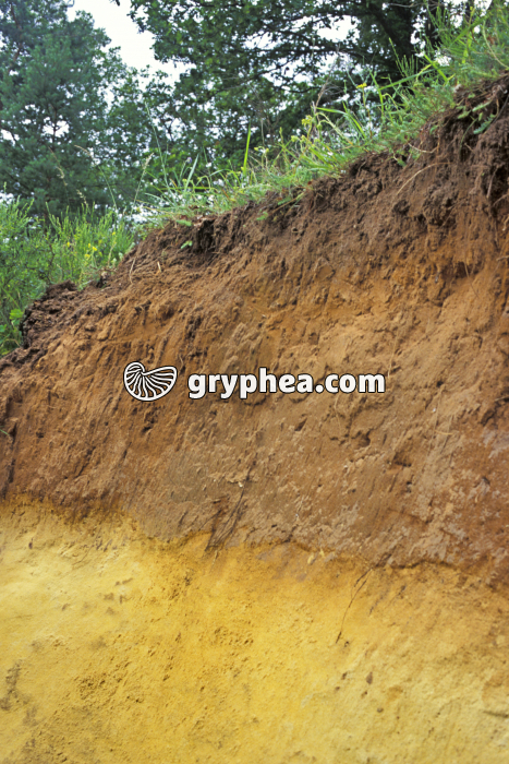 Coupe de sol (podzol) - gryphea.com